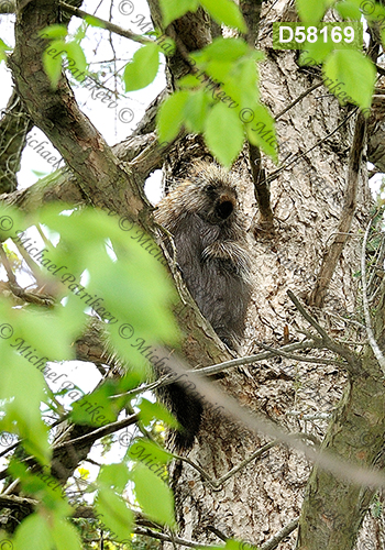 North American Porcupine (Erethizon dorsatum)